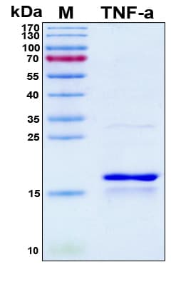 Pig TNF Alpha Protein (Recombinant 6His, N-terminus)
