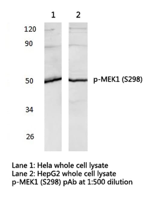 MAP2K1 / MKK1 / MEK1 Antibody (phospho-Ser298)