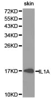 IL1A / IL-1 Alpha Antibody