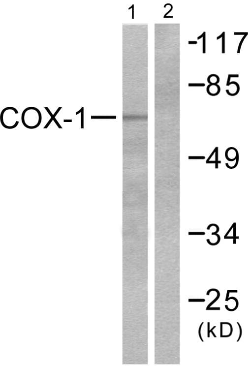 PTGS1 / COX-1 Antibody