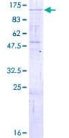 Human PCDHA4 Protein (Recombinant GST)