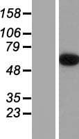 EPN2 Protein (Over-Expression Lysate Myc-DDK (Flag))