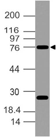 POU2F1 / OCT1 Antibody