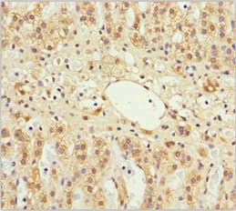GAS2L1 Antibody