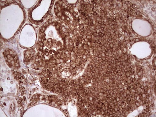 WIBG Antibody (clone OTI9C7)