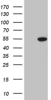 ELP4 Antibody (aa133-407, clone OTI4E2)