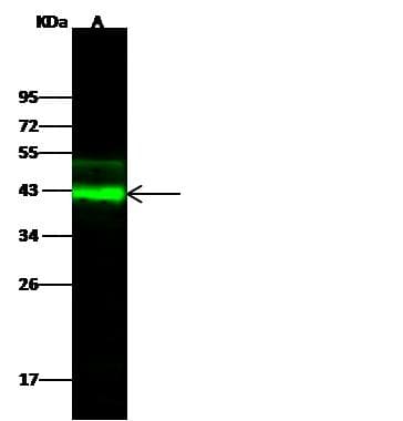 FSTL1 Antibody (Preservative Free)