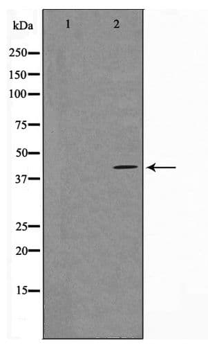 MORF4L1 / MRG15 Antibody
