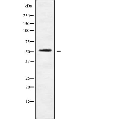 CHRM4 / M4 Antibody