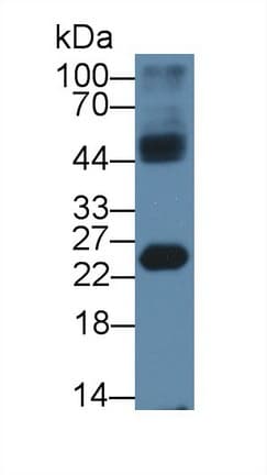HMGB4 Antibody (PE)