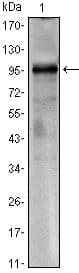 CRTC1 / MECT1 / TORC1 Antibody (clone 1B5)