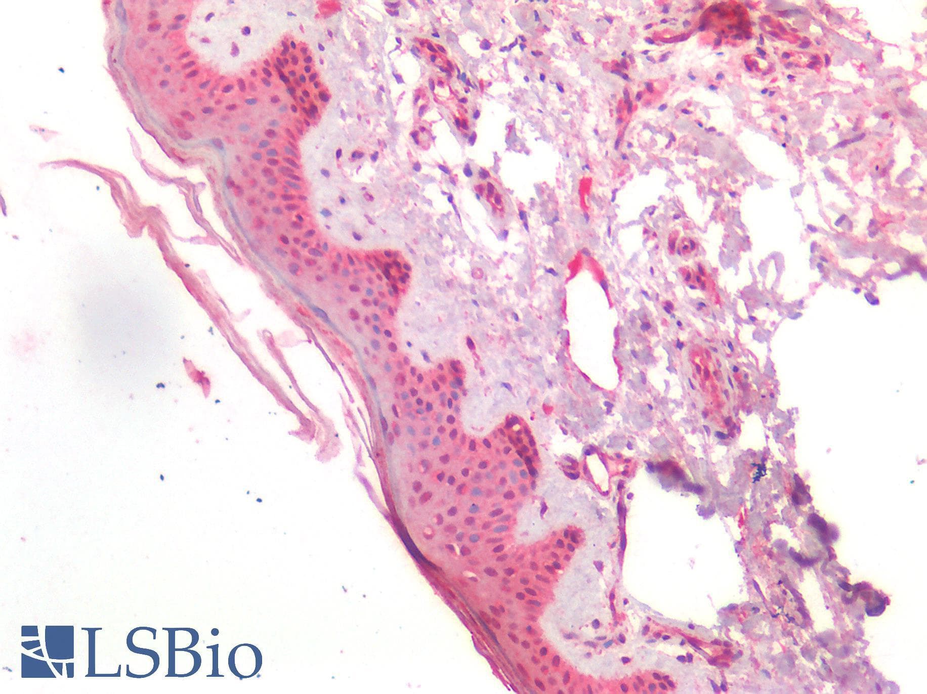 PathPlus™ Polyclonal Rabbit anti-Human CD276 / B7-H3 Antibody (IHC)