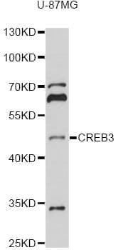 CREB3 / LZIP Antibody