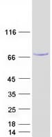Human METTL16 / METT10D Protein (Recombinant Myc-DDK (Flag))