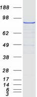 Human STRN / Striatin Protein (Recombinant Myc-DDK (Flag))