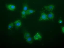 GBAS Antibody (clone OTI1B2)