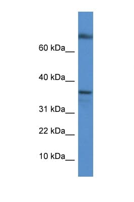 TCEA1 / TFIIS Antibody (C-Terminus)
