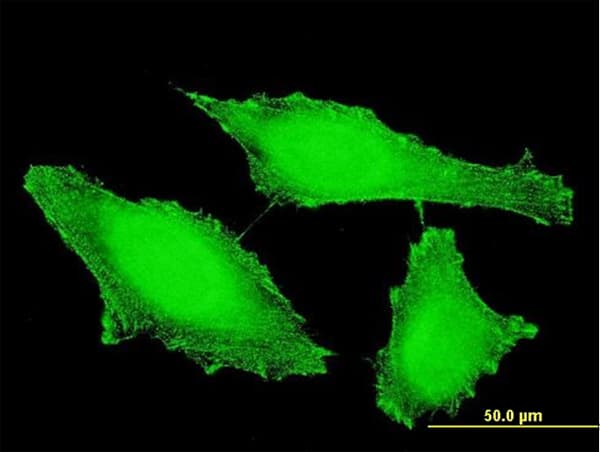PTPRE / PTP Epsilon Antibody (clone 2D10)
