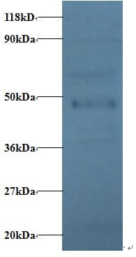 IHC-plus™ PP2CB / PPP2CB Antibody