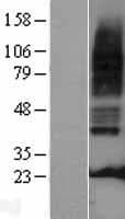 HTR3A / 5-HT3A Receptor Protein (Over-Expression Lysate Myc-DDK (Flag))