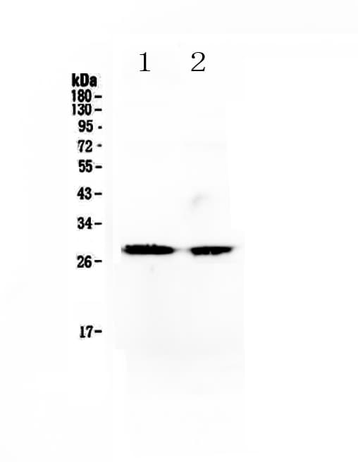 MYF5 / MYF 5 Antibody