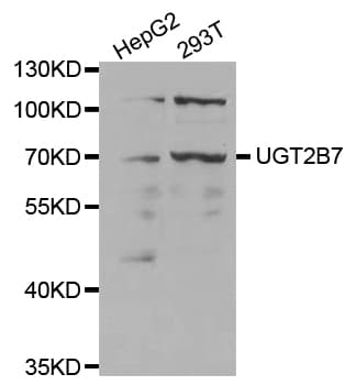 UGT2B7 Antibody