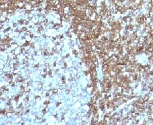 ICAM3 / CD50 Antibody (clone 186-2G9, Ready-to-Use)