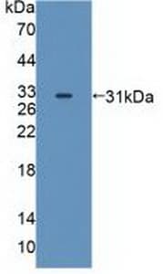 MAPK12 / ERK6 / SAPK3 Antibody (aa27-311, Biotin)