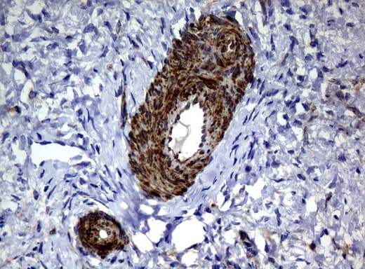 DEF6 Antibody (clone UMAB51)
