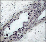 PTEN Antibody