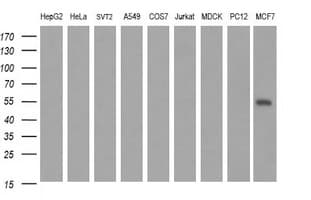 MAPK13 / p38delta Antibody (clone OTI12D2)