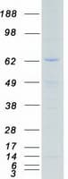 Human RPS6KA5 / MSK1 Protein (Recombinant Myc-DDK (Flag))