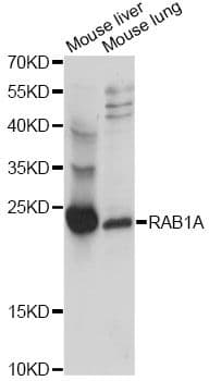 RAB1A Antibody