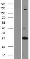 PXDC1 / C6orf145 Protein (Over-Expression Lysate Myc-DDK (Flag))