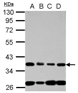 NUP35 / NUP53 Antibody