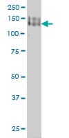 PCDH1 / PCD1 Antibody (clone 5D5)