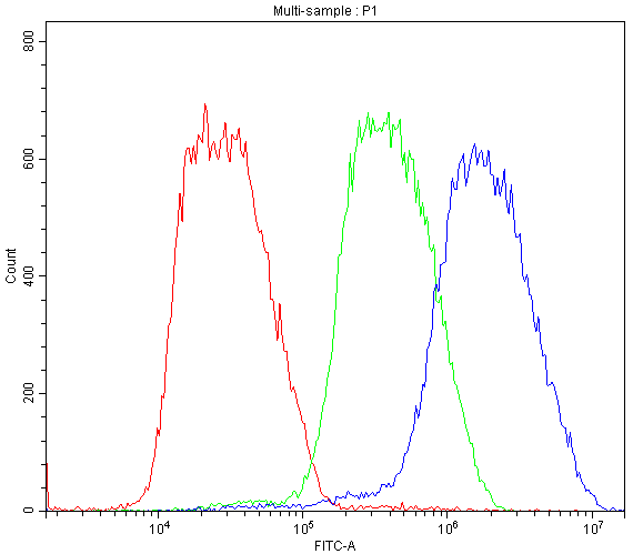 BMP6 Antibody (aa383-419)