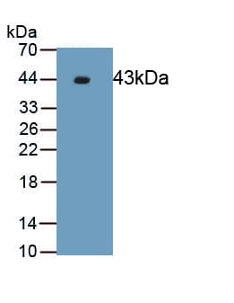 MAPK1 / ERK2 Antibody (aa104-342)