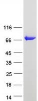 Human PAPSS 1 Protein (Recombinant Myc-DDK (Flag))