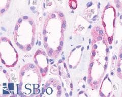 PathPlus™ GPR4 Antibody (C-Terminus)