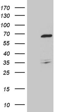 TRAF5 Antibody (aa334-557, clone OTI2G3)