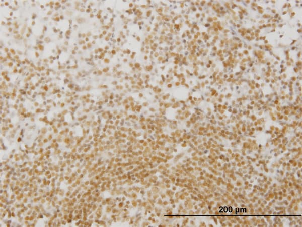MPG Antibody (clone 2D2)