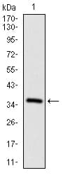 CD7 Antibody (aa72-175, clone 5B10E3)