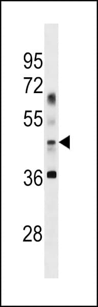 APG4B / ATG4B Antibody (aa239-265)