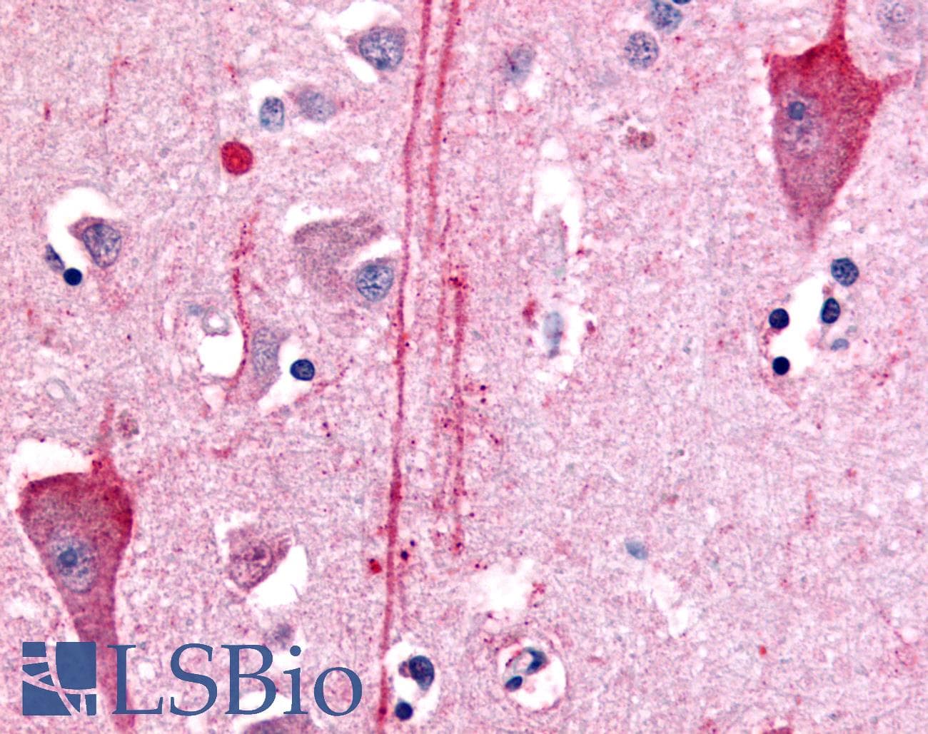 IHC-plus™ HTR7 / 5HT7 Receptor Antibody (N-Terminus)