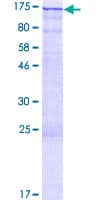 Human ZNF574 Protein (Recombinant GST)