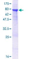 Human AUTL1 / ATG4C Protein (Recombinant GST)