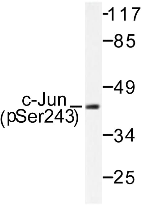 JUN / c-Jun Antibody (phospho-Ser243)
