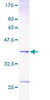 Human BANF1 / BAF / BCRP1 Protein (Recombinant GST)