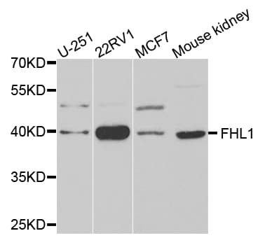SLIM / FHL1 Antibody
